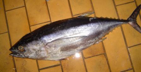 How to clean tuna